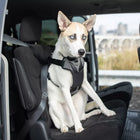 Dog sitting in the back seat of a car. Wearing the harness with the straps attached to the seat belt, securing the dog safely in the car.