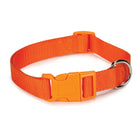 Orange dog collar with a metal buckle on a white background