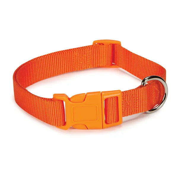 Orange dog collar with a metal buckle on a white background