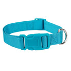 Turquoise dog collar with a metal buckle on a white background