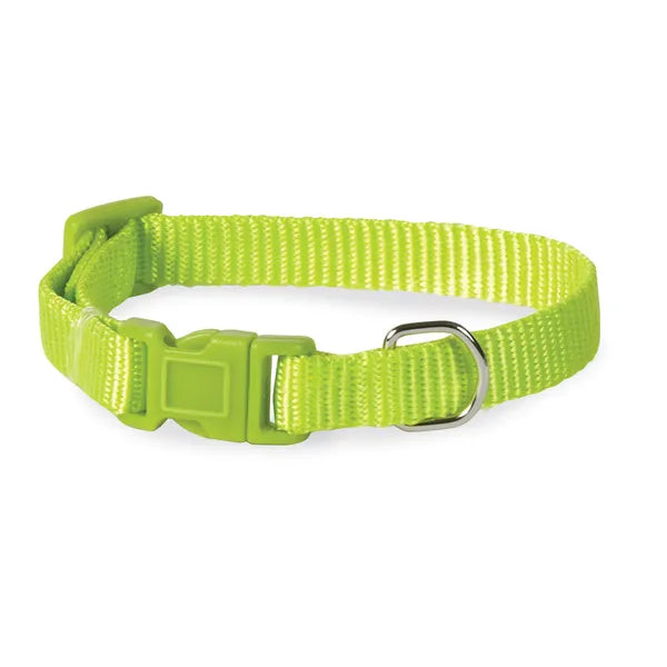 Green dog collar with a metal buckle on a white background