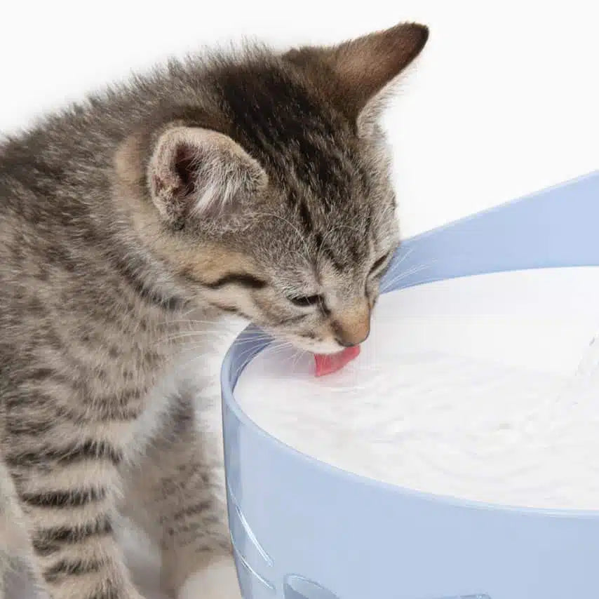 Cat drinking from Catit Pixi Drinking Fountain