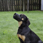 Black Coastal Best Fit Adjustable Mesh Dog Muzzle on a dog