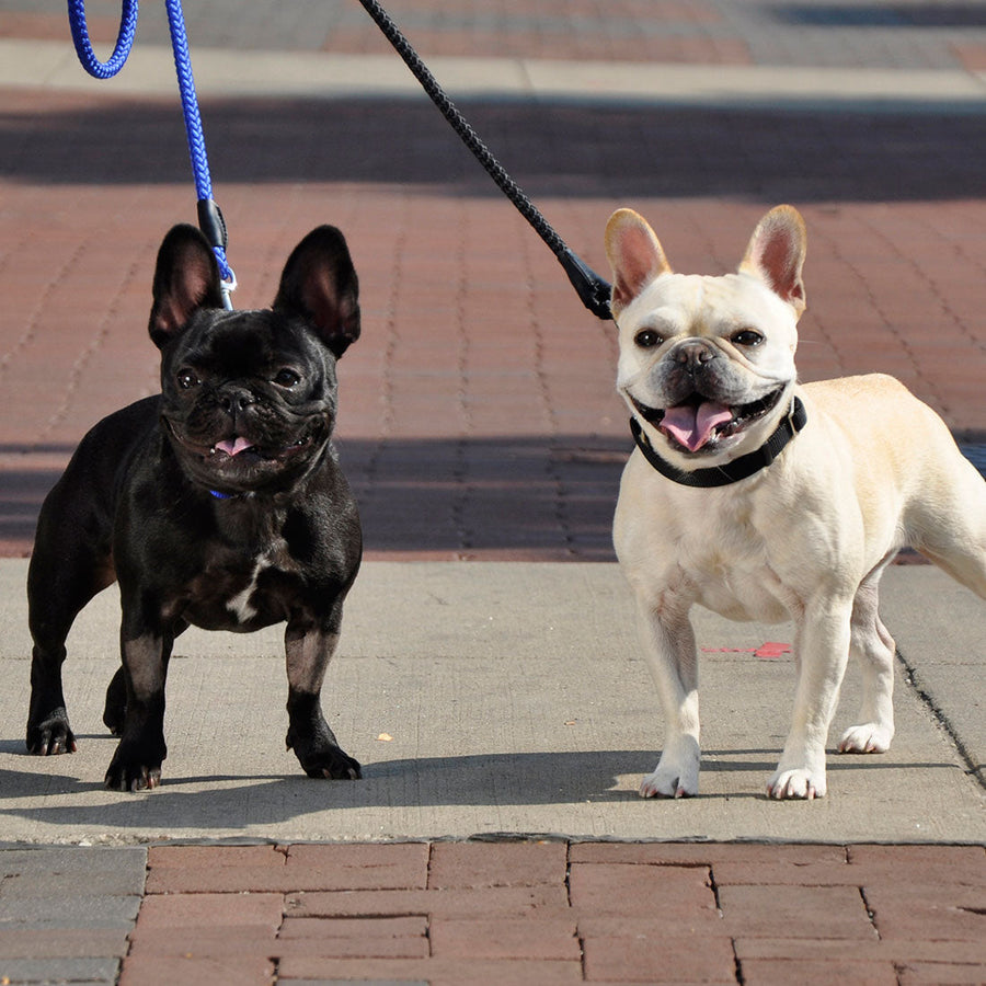 2 Dogs using Coastal Rope Dog Leash, Black 6 Foot