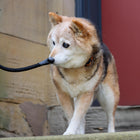 Dog using Coastal Rope Dog Leash, Black 6 Foot 3