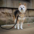 Dog using Coastal Rope Dog Leash, Black 6 Foot