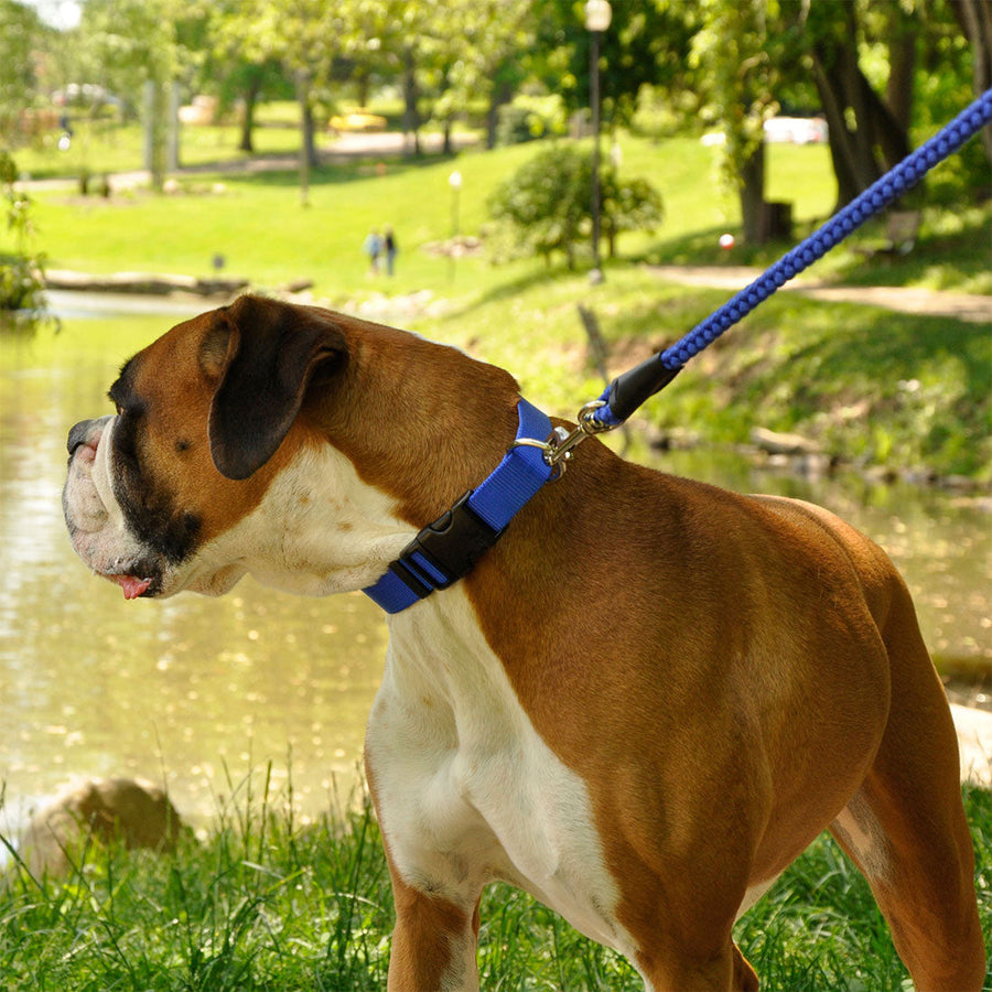 Dog using Coastal Rope Dog Leash, Blue 6 Foot 2