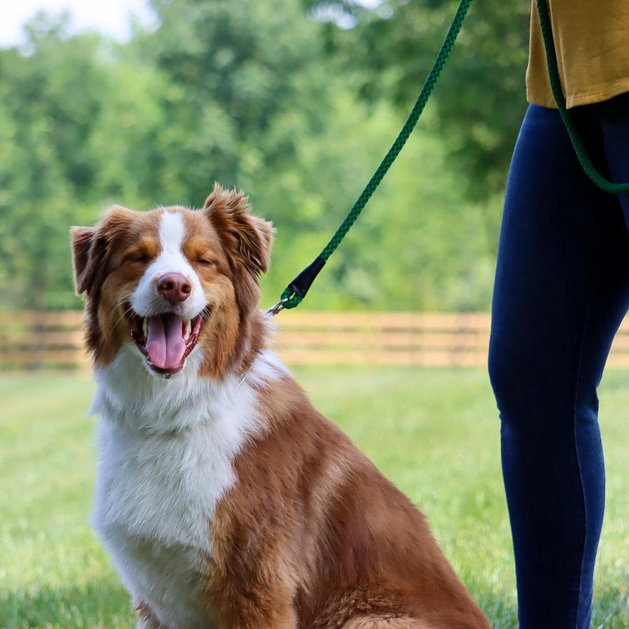 Happy dog using Coastal Rope Dog Leash, Hunter 6 Foot