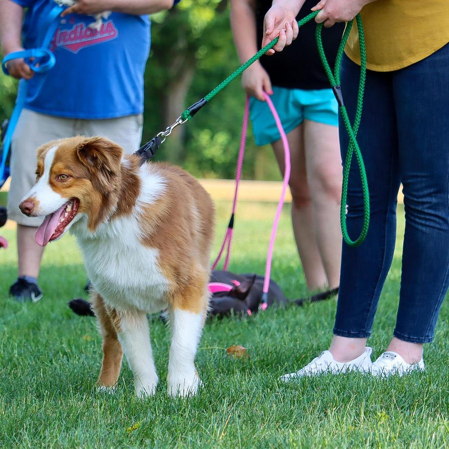 Dog in a park using Coastal Rope Dog Leash, Hunter 6 Foot