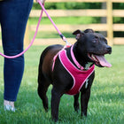 Black dog secured using Coastal Rope Dog Leash, Pink Bright 6 Foot