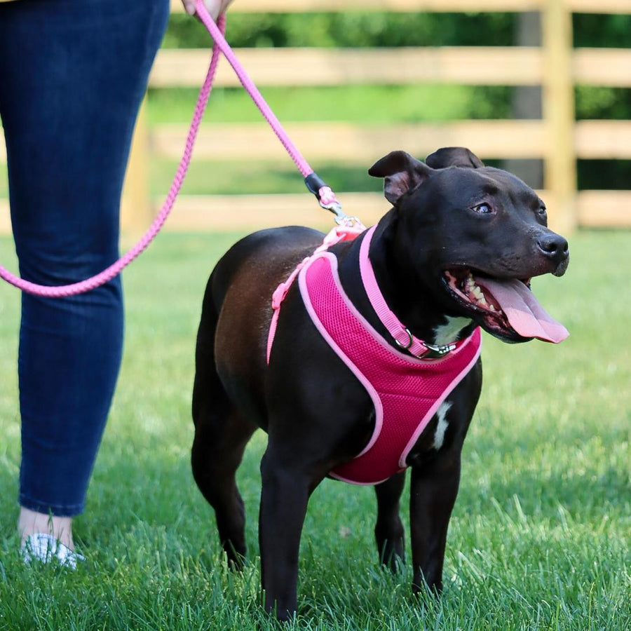 Black dog secured using Coastal Rope Dog Leash, Pink Bright 6 Foot