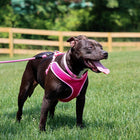 Black dog using Coastal Rope Dog Leash, Pink Bright 6 Foot