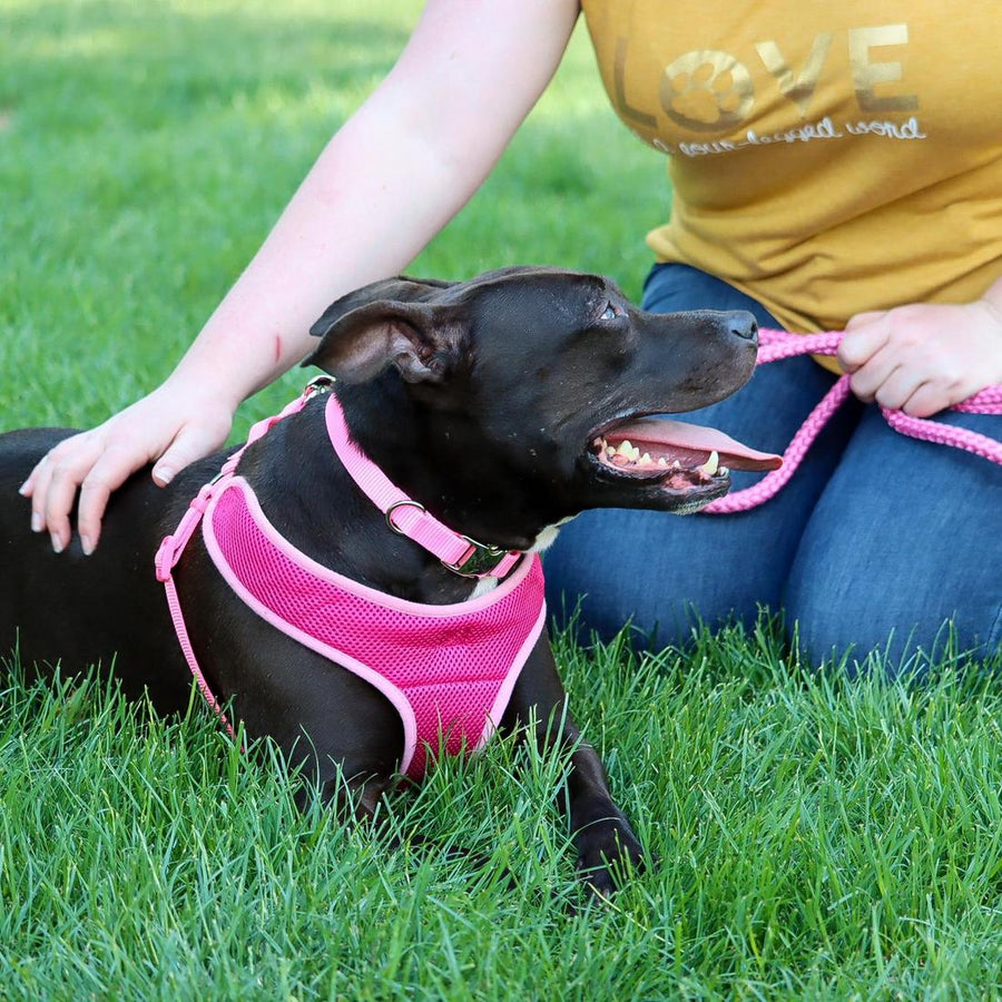 Dog laying down using Coastal Rope Dog Leash, Pink Bright 6 Foot