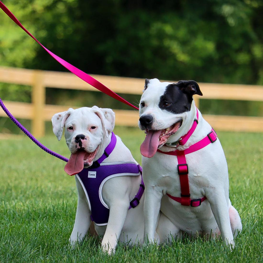 2 dog using Coastal Rope Dog Leash, Purple 6 Foot and Bright Pink 