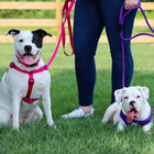 2 dogs using Coastal Rope Dog Leash, Purple 6 Foot