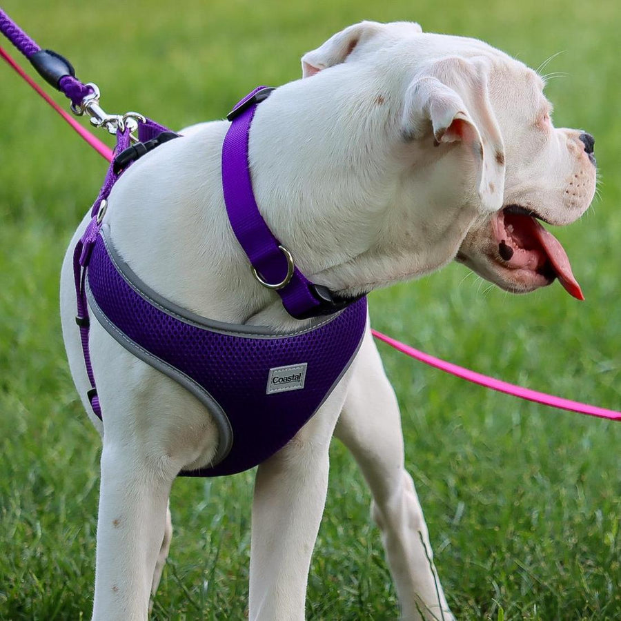 Closer view of Coastal Rope Dog Leash, Purple 6 Foot