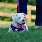 White Dog using Coastal Rope Dog Leash, Purple 6 Foot