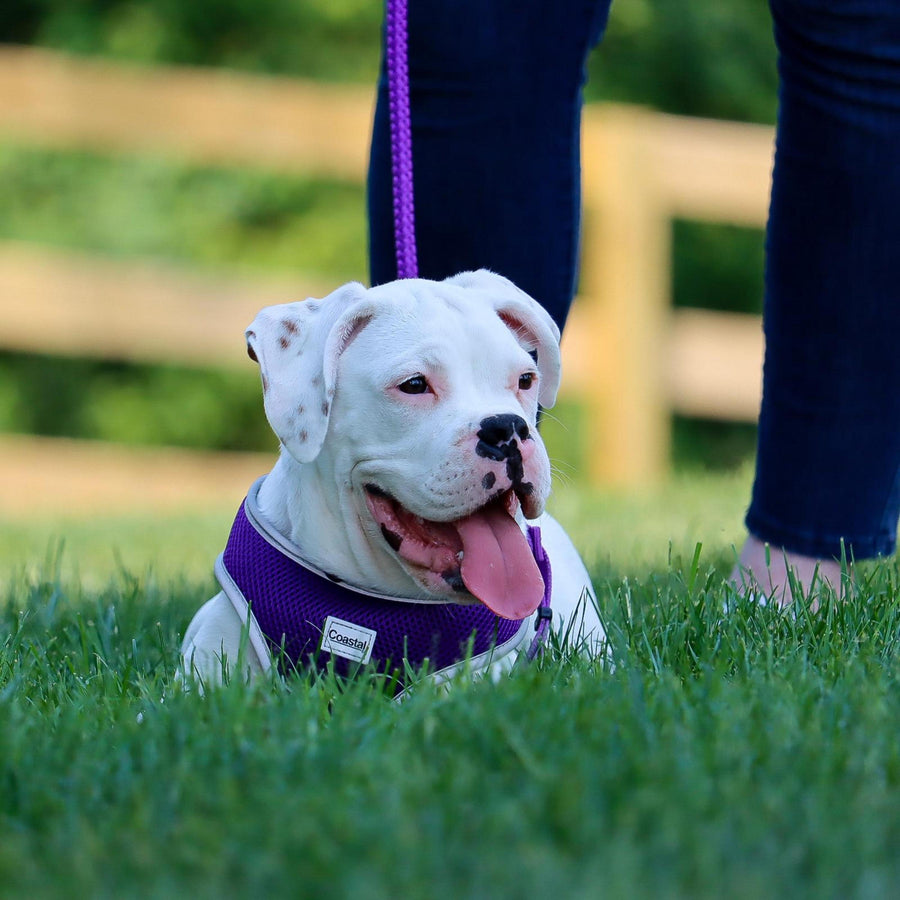 White Dog using Coastal Rope Dog Leash, Purple 6 Foot