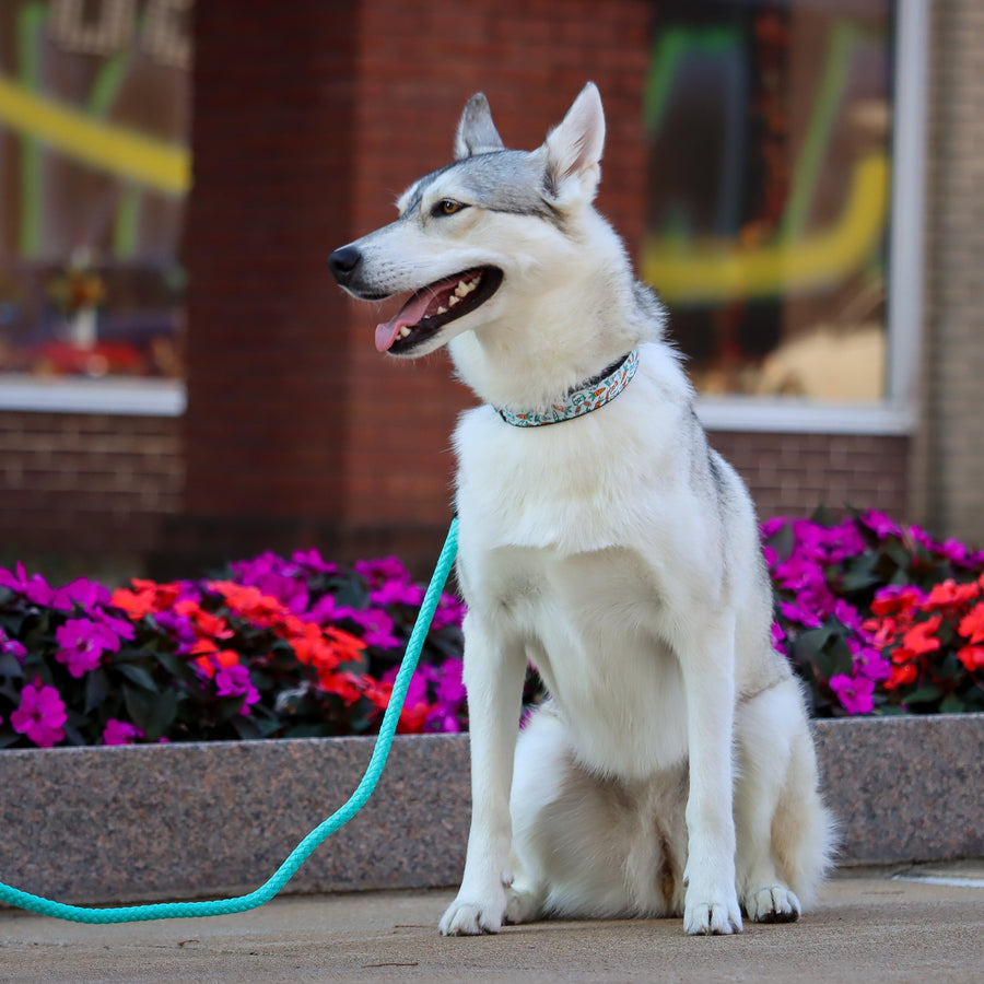 Dog using Coastal Rope Dog Leash, Teal 6 Foot 