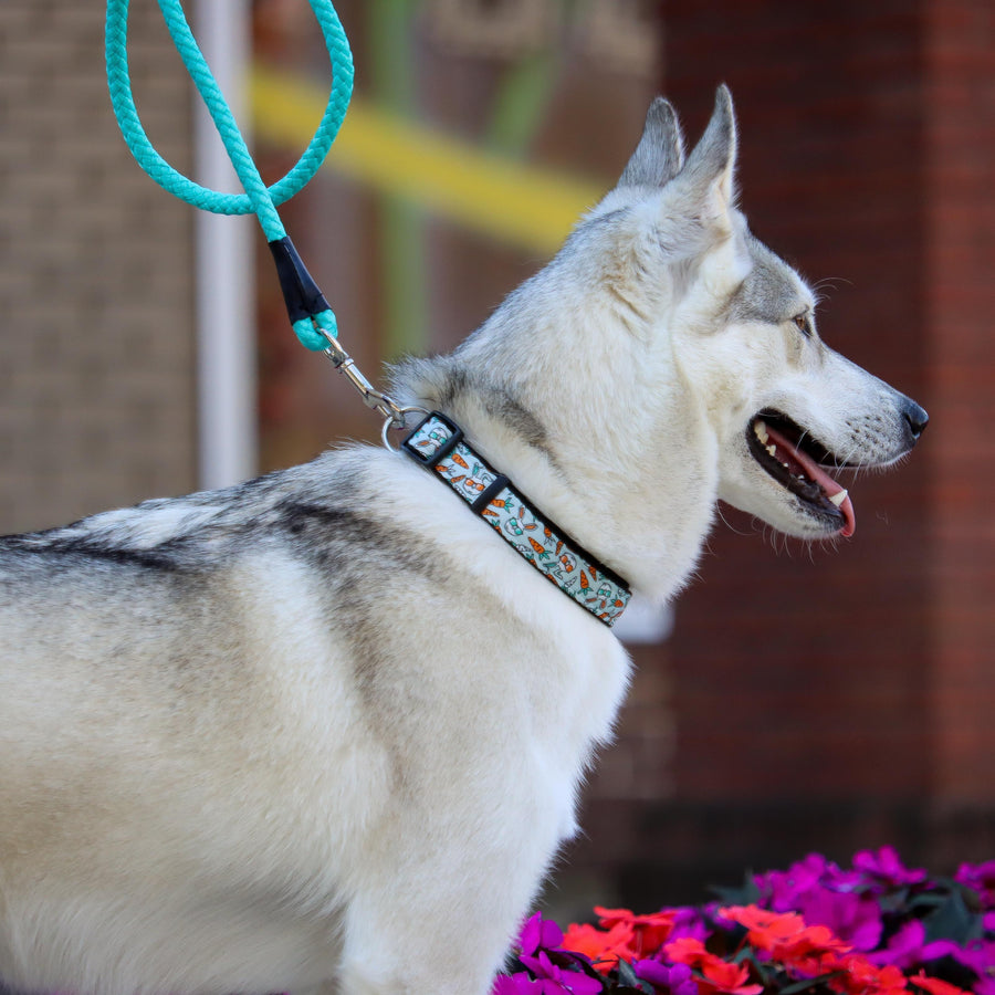 Side profile of a dog using Coastal Rope Dog Leash, Teal 6 Foot
