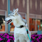 Dog using  the Coastal Rope Dog Leash, Teal 6 Foot 