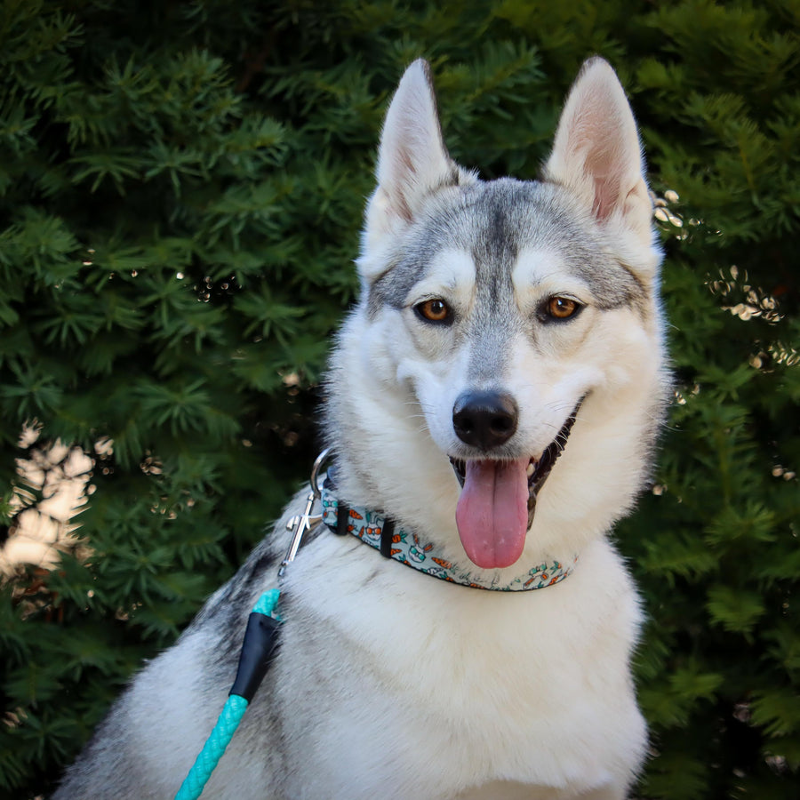 Dog using a Coastal Rope Dog Leash, Teal 6 Foot