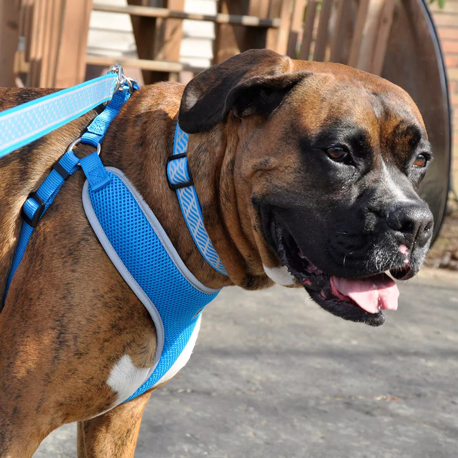 Large dog wearing comfort set. Displaying the harness with matching collar and leash.