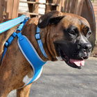 Large dog wearing comfort set. Displaying the harness with matching collar and leash.