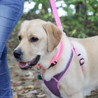 Dog using Comfort Soft Sport Wrap Adjustable Dog Harness