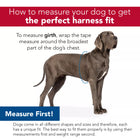How to measure your dog to get the perfect harness fit. To measure girth, wrap the tape measure around the broadest part of the dog's chest. Measure First! Dogs come in all different shapes and sizes and therefore, each has a unique fit. The best way to fit them properly is by using their measurements first and weight range second.
