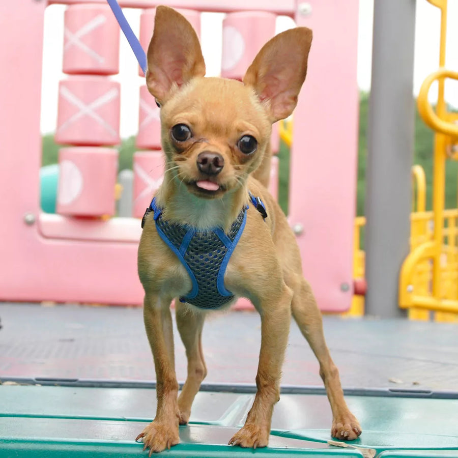 Small dog wearing harness. Displaying the variation of sizes that the harness fits.