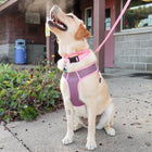 Large dog wearing comfort set. Displaying the harness with matching collar and leash.