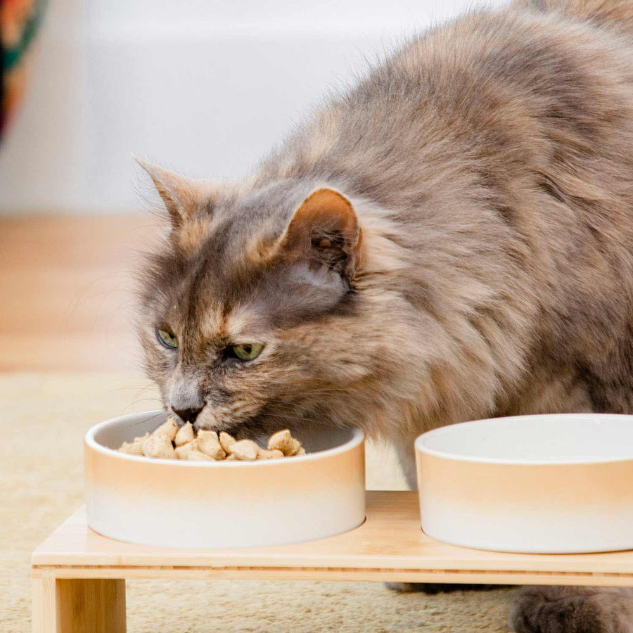 Cat eating Dr. Marty Nature's Feast Essential Wellness Poultry, Beef & Salmon Formula Freeze-Dried Cat Food in a bowl