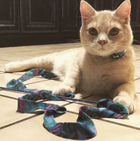 Cat playing with Ethical Pet Spot Fleece Frenzy Wand Cat Toy
