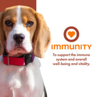 Fromm Nutritionals Immunity Functional Dog Treats Main Benefit 