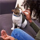 Greenies Succulent Shrimp Dental Cat Treats, a person feeding the treats to a tabby and white cat sitting on a couch