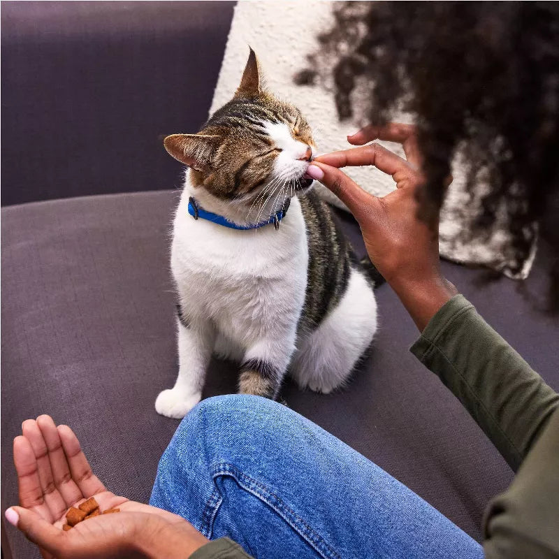 Greenies Succulent Shrimp Dental Cat Treats, a person feeding the treats to a tabby and white cat sitting on a couch