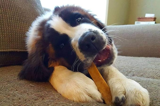 Dog chewing Himalayan Yak Cheese Large Dog Chew