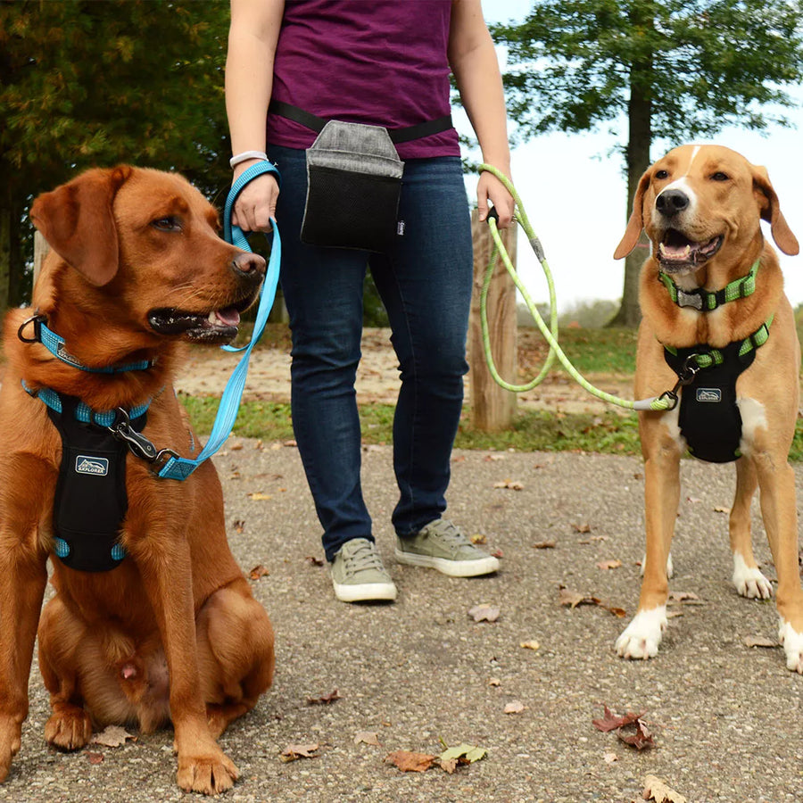 Lifestyle picture. A person hold a leash in each hand, with a dog on the end. The dogs have matching collars, leashes, and harnesses. They are on a walk at the park.