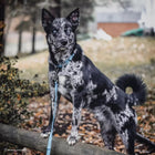 Dog standing on log wearing K9 Explorer collar and leash.