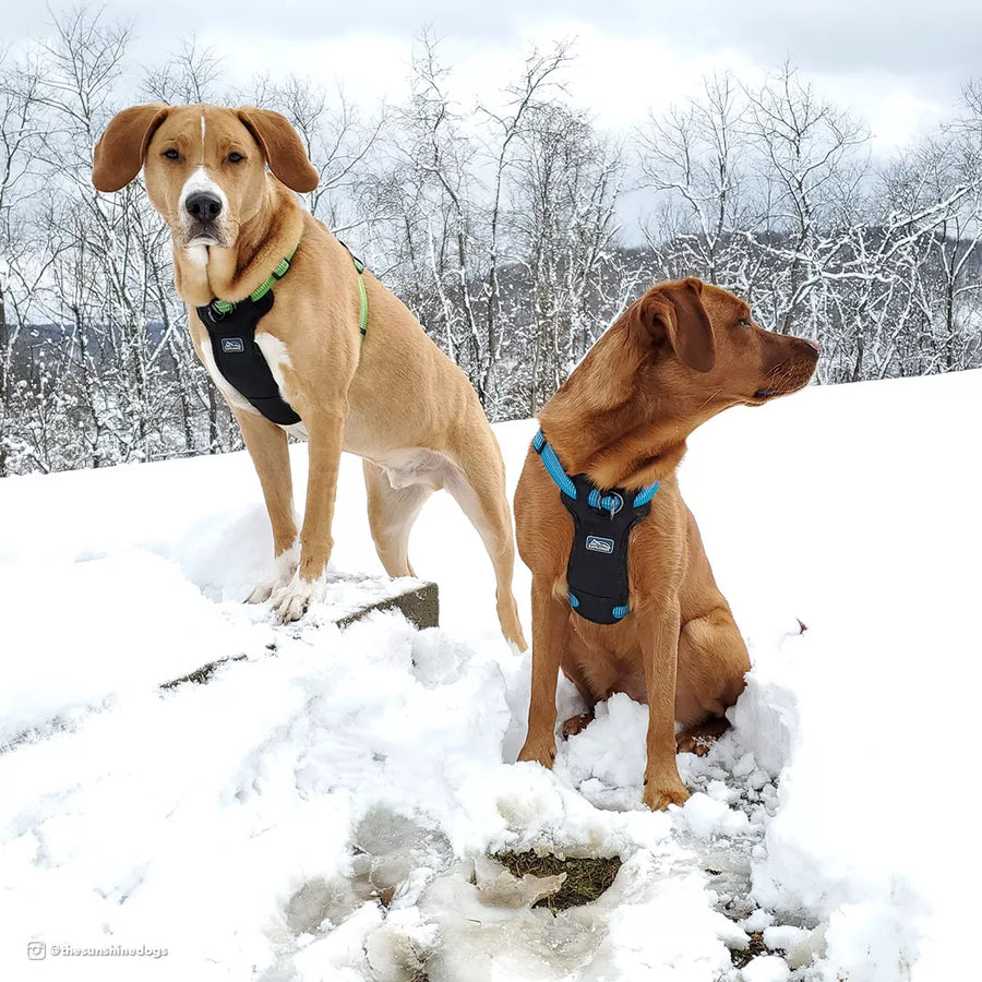 Two dogs in the snow, wearing K9 harnesses in Green and Blue.