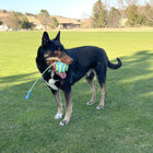 Dog playing with KONG Bunji High-Viz Ball Dog Toy Blue