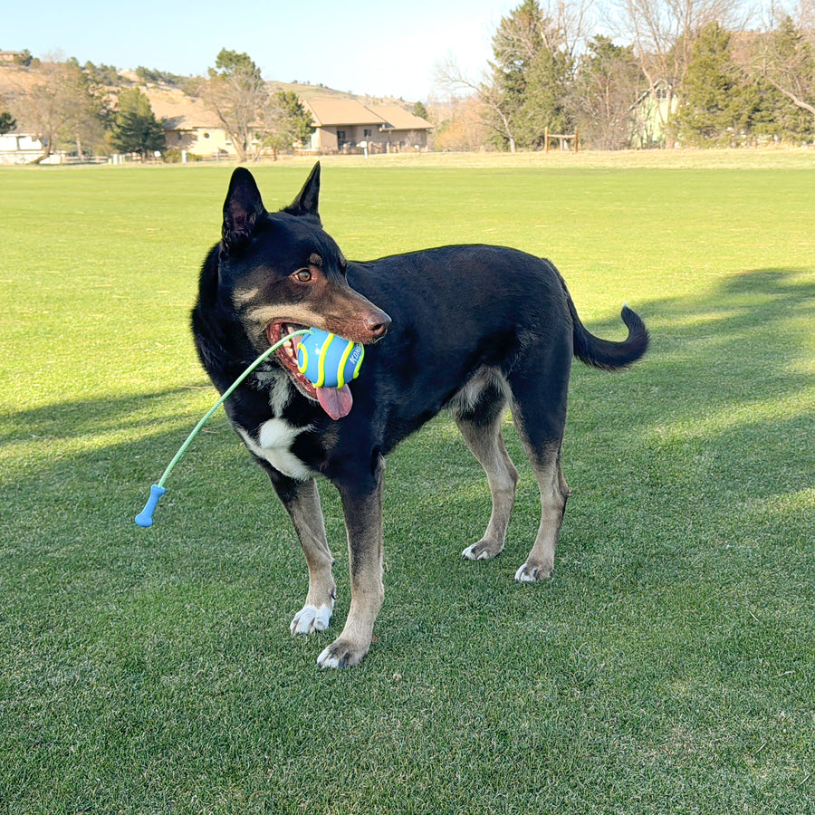 Dog playing with KONG Bunji High-Viz Ball Dog Toy Blue