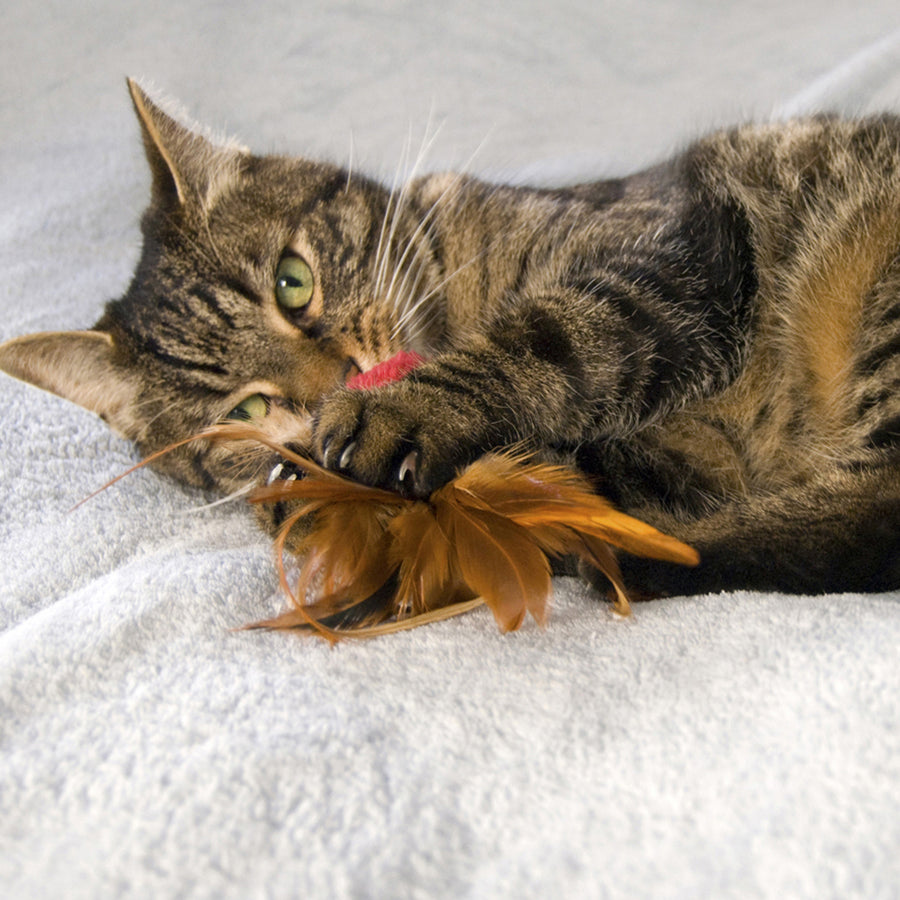 Cat playing KONG Naturals Crinkle Ball with Feathers Cat Toy