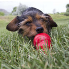 Dog licking out KONG Pepperoni Easy Treat for Dogs in a stuffed Kong Red 