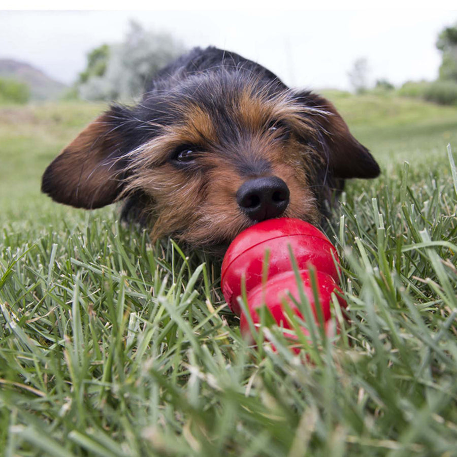 Dog licking out KONG Pepperoni Easy Treat for Dogs in a stuffed Kong Red 