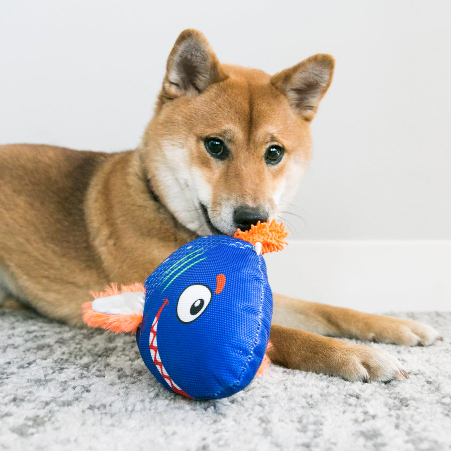 A Shiba Inu dog lying on a carpet with a KONG Reefz fish-shaped dog toy in front of it. The dog has a tan and white coat, perked-up ears, and dark expressive eyes, gazing at the toy. The toy is bright blue with a cartoonish face, an orange plush tail, and silver fins. The setting is indoors with a white wall in the background.