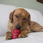 KONG Stuff'N Snacks Large Dog Treats Liver, dog chewing treats inside a red KONG Classic Dog Toy