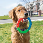 A happy golden retriever standing on green grass, holding a KONG Twistz Ring Dog Toy in its mouth. The toy is circular with a braided design and features red, blue, and green translucent colors. The dog wears a purple collar with a black buckle, and the background shows a suburban neighborhood with houses.