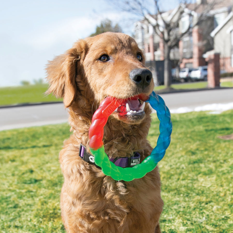 A happy golden retriever standing on green grass, holding a KONG Twistz Ring Dog Toy in its mouth. The toy is circular with a braided design and features red, blue, and green translucent colors. The dog wears a purple collar with a black buckle, and the background shows a suburban neighborhood with houses.
